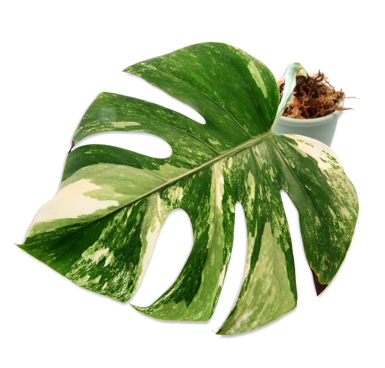 Monstera Albo Variegated Rooted Potted Cutting or Established Plant Available US Seller Monstera Deliciosa Borsigiana Variegata High Variegation