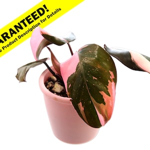 Pink Princess Philodendron Plant - 4" Pot - Top Cutting - Highly Variegated MULTIPLE ACTIVE Growth Points Available - US seller - Ppp