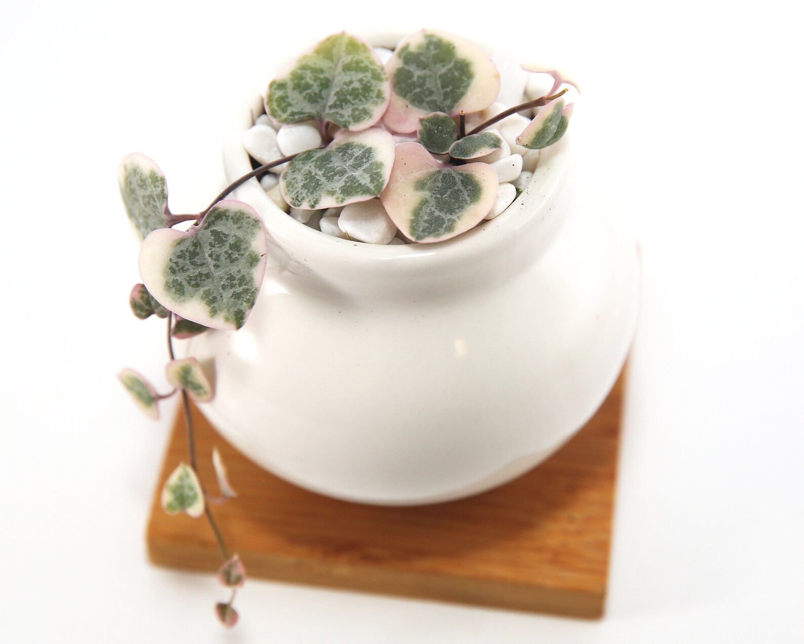 Variegated String of Hearts Rare Plant in White Round Vase. Etsy