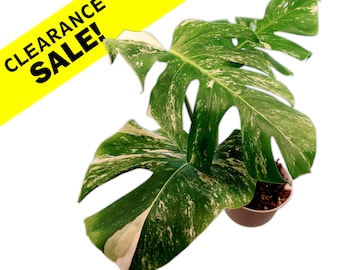 Variegated Monstera Albo Borsigiana Clearance - Rooted Cuttings - Rooted Plants - US Seller