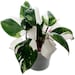 White Princess Philodendron Plant - 4' Pot - Top Cutting - Highly Variegated MULTIPLE ACTIVE Growth Points available - USA seller 