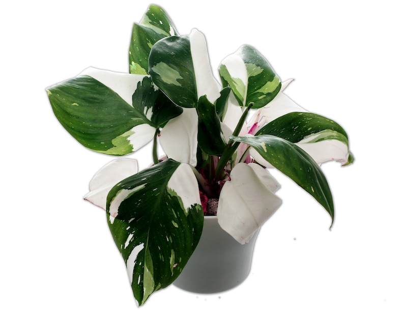 White Princess Philodendron Plant - 4' Pot - Top Cutting - Highly Variegated MULTIPLE ACTIVE Growth Points available - USA seller 