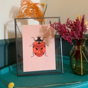 Lady Bird Original Illustration, Ladybird Art Print, Insects Gallery Wall, Vintage Insect Print, Enntomological Art Print, Lady Bug Print