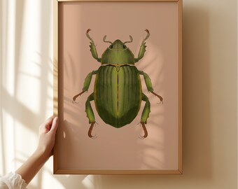 Rose Chafer Beetle Art Print: Vintage Entomological Illustration