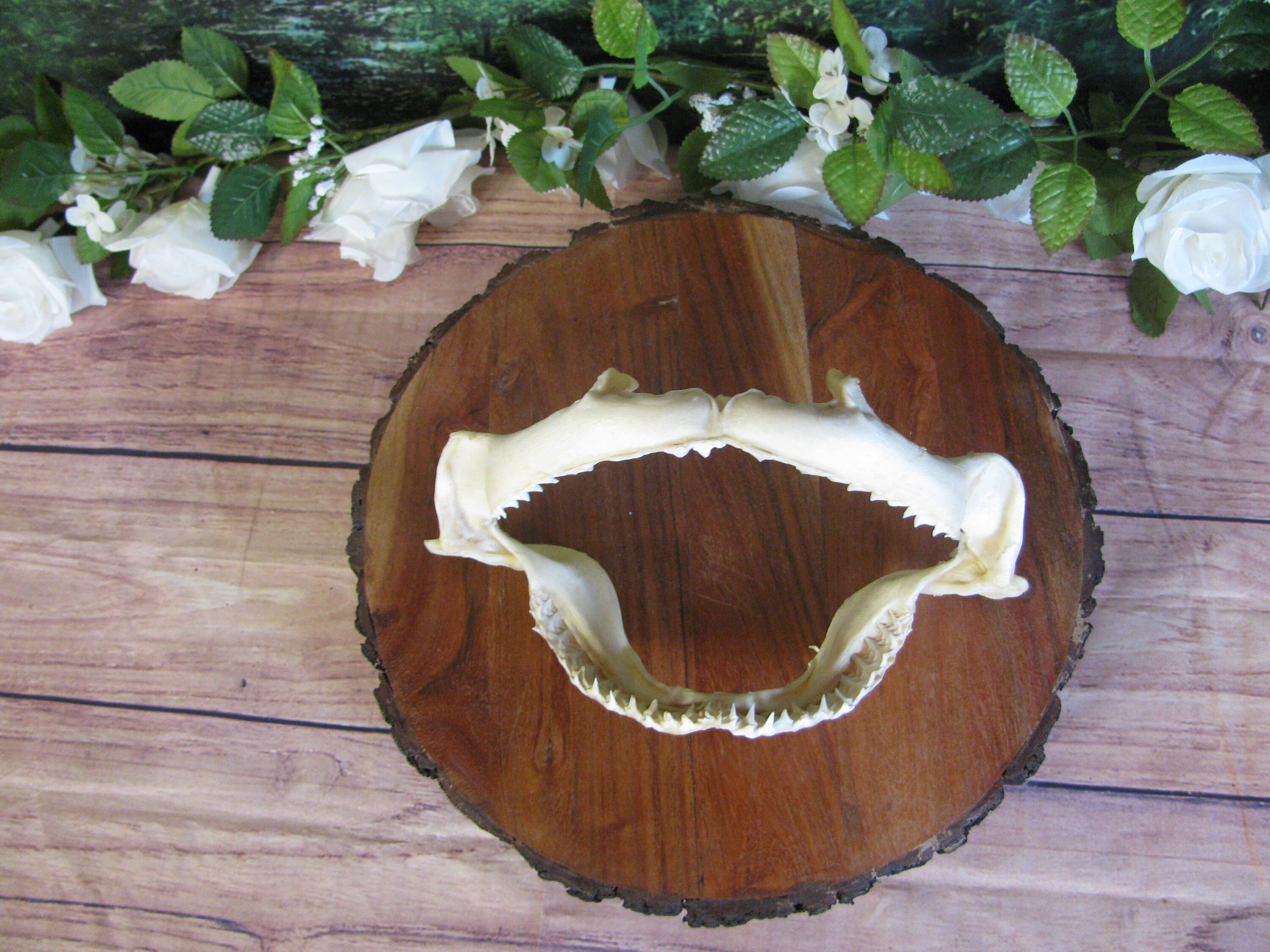 Vintage 9 Inch by 6 Inch Shark Jaw Bone Complete With Teeth Possibly