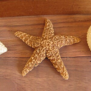 May include: A brown starfish with white spots on a wooden surface.