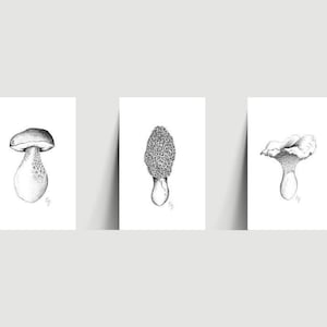 Cartes postales « Champignons »