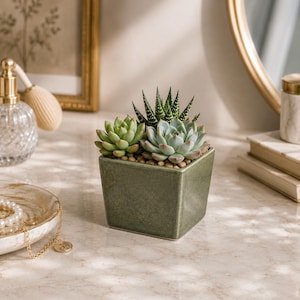 May include: A square, olive green ceramic planter containing three small succulent plants. The arrangement includes a light green rosette succulent, a pale blue-green rosette succulent, and a dark green, white-spotted, pointed succulent.
