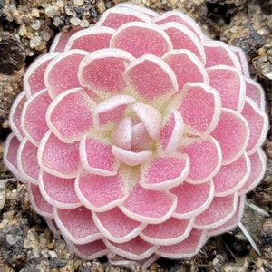 Pinguicula 'Florian'