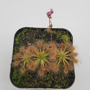 Drosera occidentalis x pulchella (2-3 plants in each order)   -Live carnivorous plant-