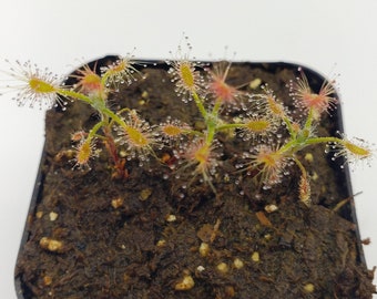 Drosera scorpioides  -Live carnivorous plant- [2 plants per order]