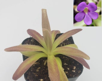 Pinguicula agnata El Lobo x moctezumae [Fungus Gnat Catcher]   -Live carnivorous plant-