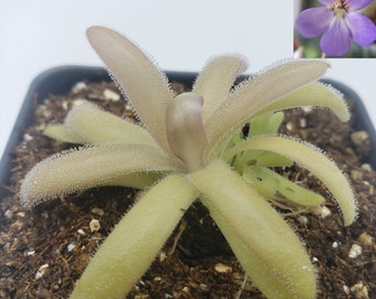 Pinguicula agnata x gypsicola [Fungus gnat catcher]   -Live carnivorous plant-