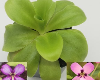 Pinguicula agnata 'El Lobo' x 'Huahuapan' [Fungus gnat catcher]   -Live carnivorous plant-