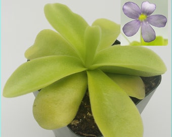 Pinguicula gigantea [Fungus gnat catcher]   -Live carnivorous plant-