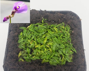 Utricularia dichotoma/ 1" plug   -Live carnivorous plant-