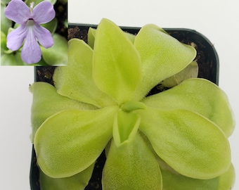 Pinguicula moranensis var. alba x elizabethiae [Fungus gnat catcher]   -Live carnivorous plant-