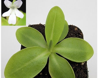 Pinguicula moranensis var. alba [Fungus gnat catcher]   -Live carnivorous plant-