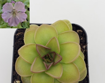 May include: A close-up of a green carnivorous plant with a rosette of leaves. The plant is in a black square pot with brown soil.