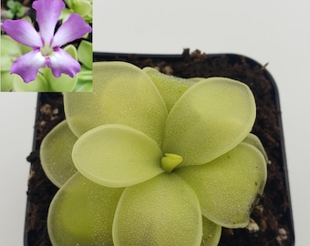 Pinguicula moranensis var. caudata x spec. Guatemala