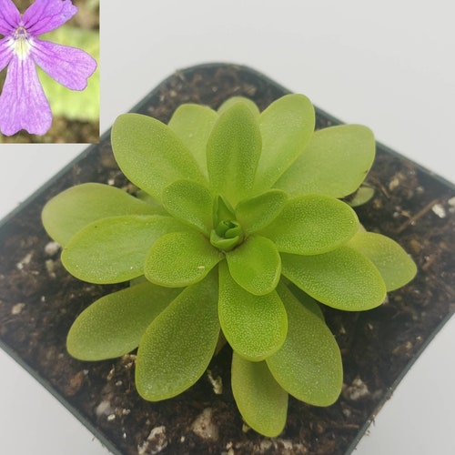 Butterwort/pinguicula Marciano fungus Gnat Catcher live Etsy