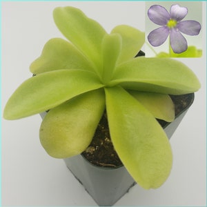 Pinguicula gigantea [Fungus gnat catcher]   -Live carnivorous plant-