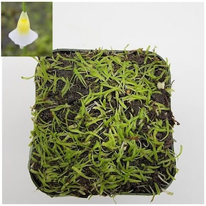 Utricularia bisquamata / 1" plug   -Live carnivorous plant-
