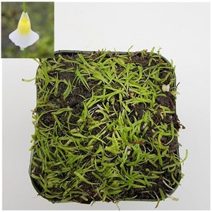 Utricularia bisquamata / 1&quot; plug   -Live carnivorous plant-