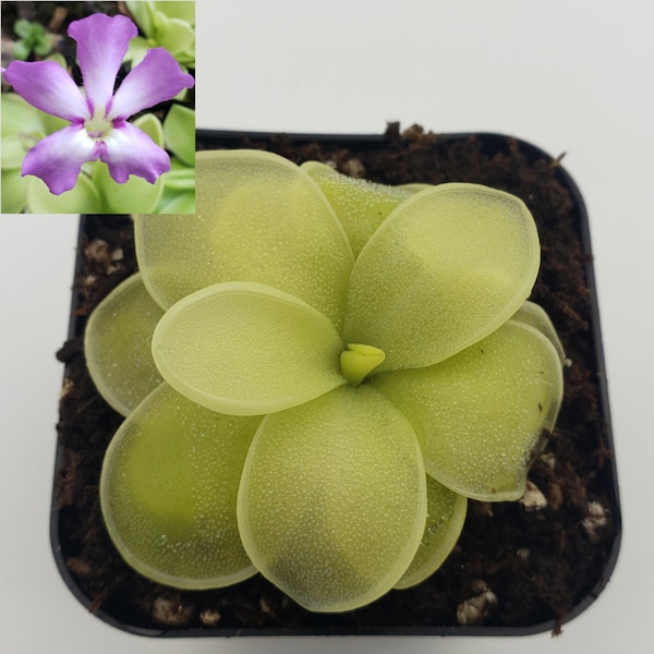 Pinguicula moranensis var. caudata x spec. Guatemala