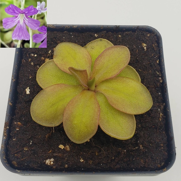 Pinguicula emarginata {red coloured and big rosette} x elizabethiae [Fungus Gnat Catcher]   -Live carnivorous plant-