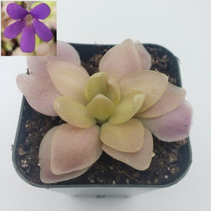 Butterwort/Pinguicula Marciano  [Fungus gnat catcher  -Live carnivorous plant-]