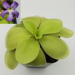 Butterwort (Pinguicula gigantea alba x 'Huahuapan') Fungus gnat catcher  -Live carnivorous plant-