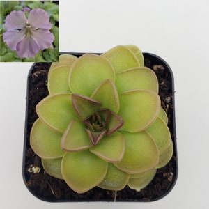 Pinguicula 'Hanka'  [Fungus gnat catcher]   -Live carnivorous plant-