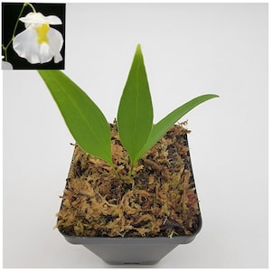 Utricularia alpina   -Live carnivorous plant-