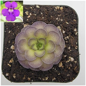 Pinguicula cyclosecta [Fungus gnat catcher]   -Live carnivorous plant-