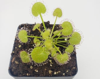 Drosera prolifera-Live carnivorous plant-