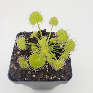 Drosera prolifera-Live carnivorous plant-