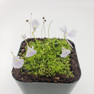 Utricularia sandersonii/ 1" plug   -Live carnivorous plant-