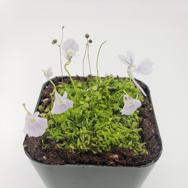 Utricularia sandersonii/ enchufe de 1" -Planta carnívora viva-