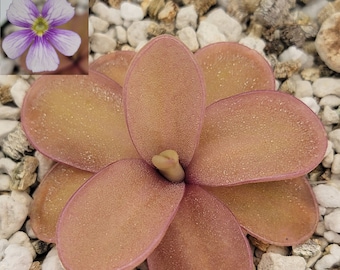 Pinguicula X 