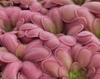 May include: Close-up of a cluster of pink, fleshy, pitcher-shaped leaves of a carnivorous plant. The leaves are arranged in a rosette pattern, with the tips of the leaves pointing towards the center.