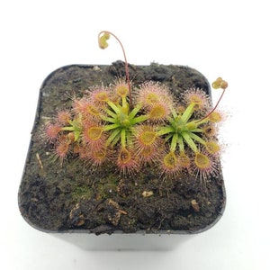 Drosera Omissa x Pulchella (2-3 plants in each order)   -Live carnivorous plant-