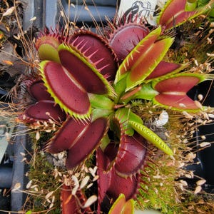 May include: A Venus flytrap plant featuring multiple deep red, hinged traps with bright green, serrated edges. The plant is surrounded by fine, hair-like structures and mossy green growth, with a small white tag visible at the top edge.