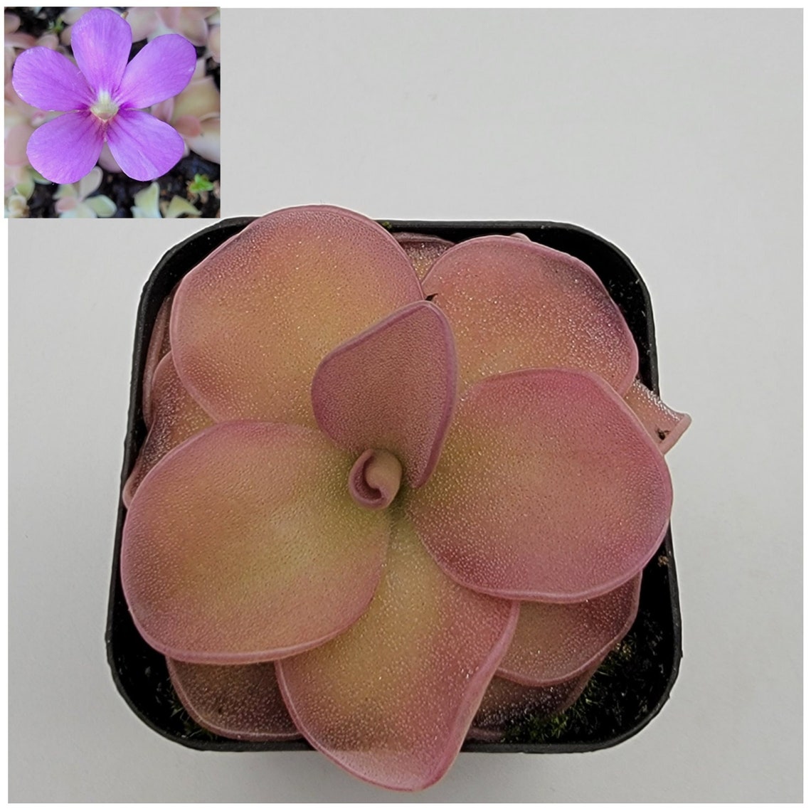 Pinguicula Pirouette bareroot Butterworts fungus Gnat Etsy