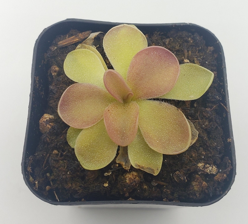 Pinguicula Pirouette bareroot Butterworts fungus Gnat Etsy