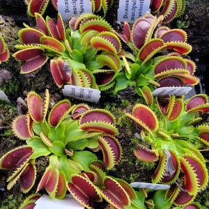 May include: Multiple Dionaea muscipula Sawtooth Venus flytrap plants featuring vibrant red interior lobes and bright green outer edges with jagged, tooth-like cilia. Each plant includes a small white identification tag.