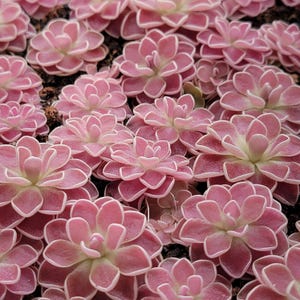 Pinguicula &#39;Florian&#39;