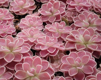 Pinguicula 'Florian'