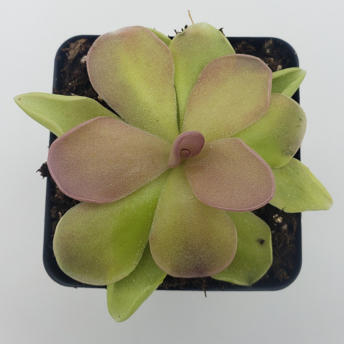 Pinguicula Pirouette bareroot Butterworts fungus Gnat Etsy
