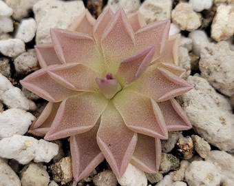 May include: A close-up of a pink and green succulent plant with a pointed, star-shaped form. The plant is growing in a bed of small white rocks.